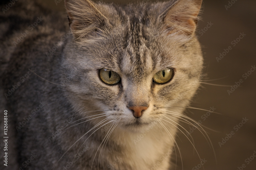 gatto grigio gatto grigio