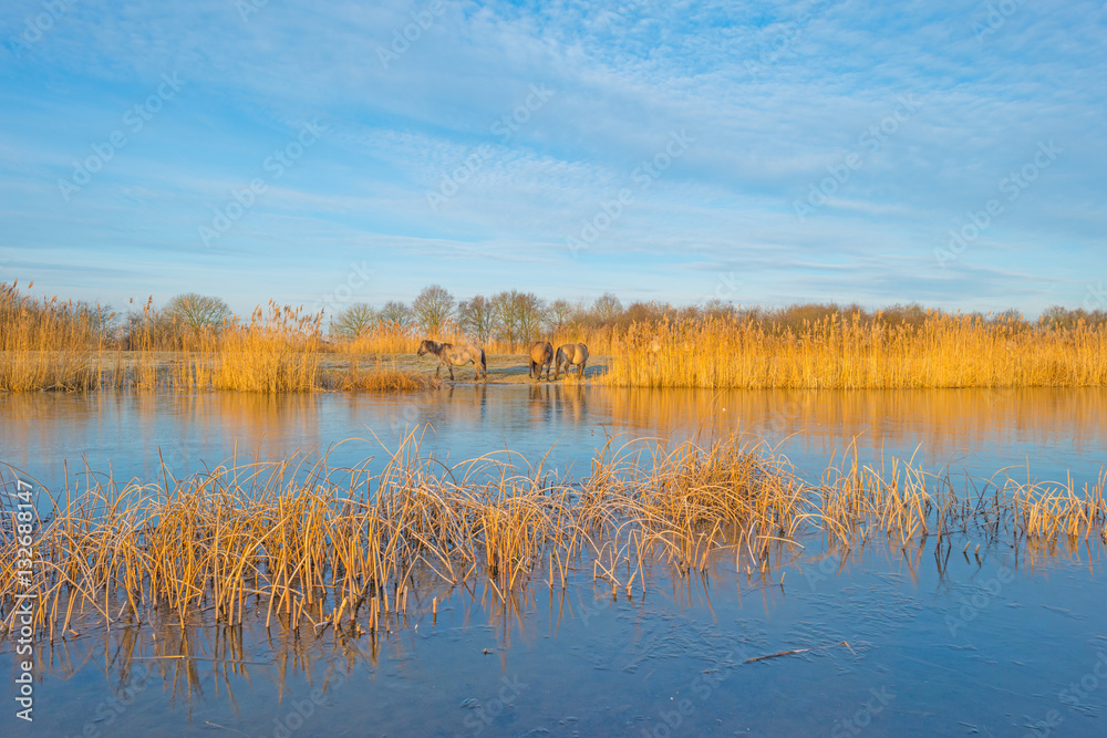 Horses along the shore of a frozen lake in winter