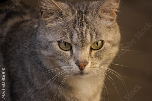 gatto grigio