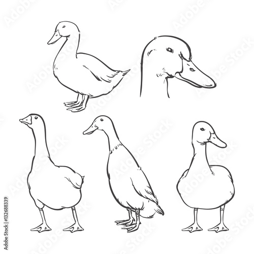 Duck isolated on a white background, Vector illustration, Clip art