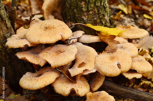 edible mushroom honey fungus