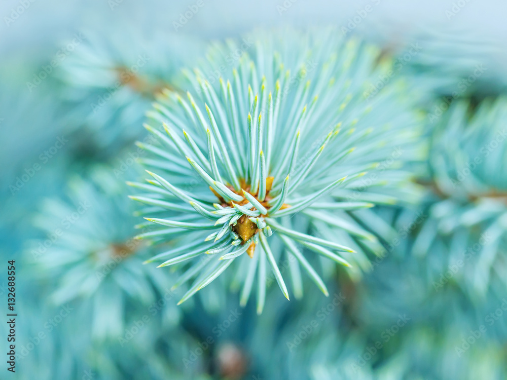 Blue Spruce Background