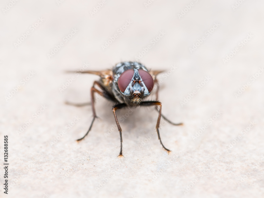 House Fly Insect on Wall House Fly Insect on Wall