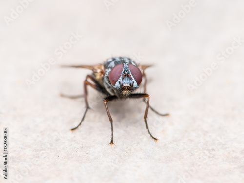 House Fly Insect on Wall