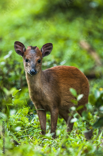 Red Duiker photo