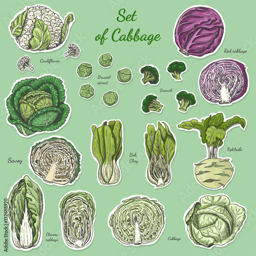 Set of isolated colored label cabbage