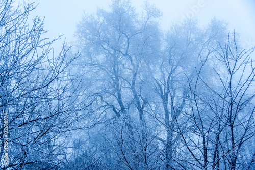 forêt en hiver © Pictarena