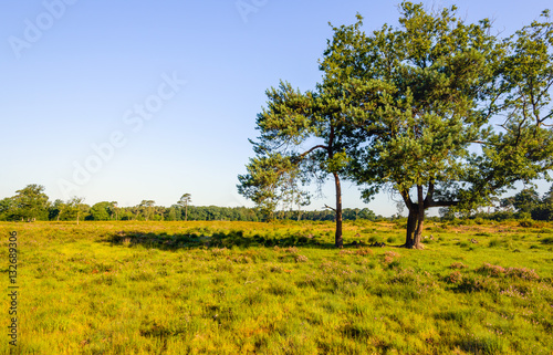 Sunny landscape with two scots pine trees in the foreground