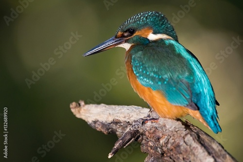Common Kingfisher, Alcedo atthis. Europe, country Slovakia, region Horna Nitra- Kingfisher sitting on a branch. close up beautiful common kingfisher