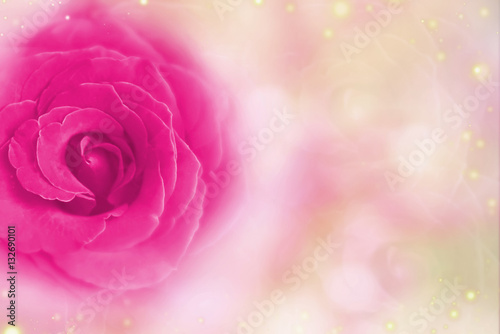 pink rose on a soft pink blurred bokeh background composed of shiny bubbles for Valentine s Day