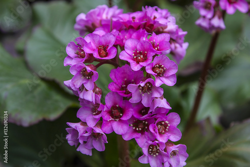 Bright pink flowers of Bergenia cordifolia - closeup  badan blooming. Mongolian tea