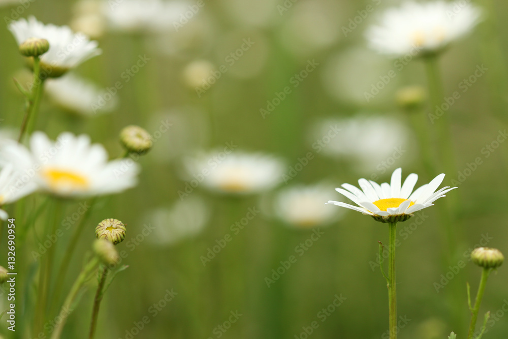white chamomile wild flower meadow white chamomile wild flower meadow
