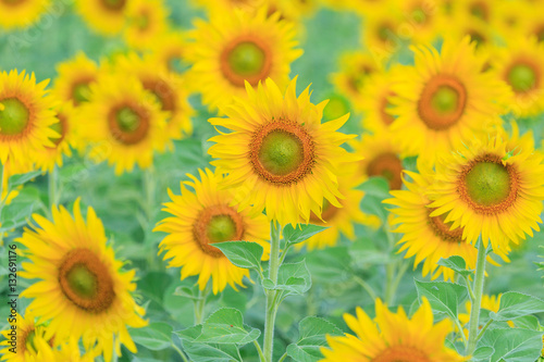 Close up to Sunflower field