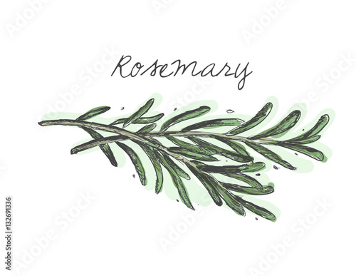 Rosemary branch vector