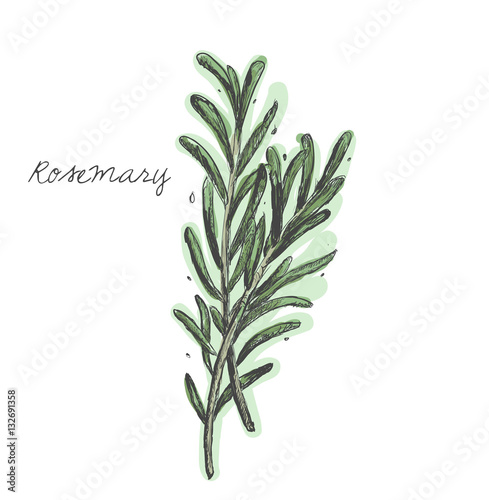 Rosemary branch vector
