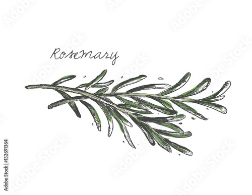 Rosemary branch vector