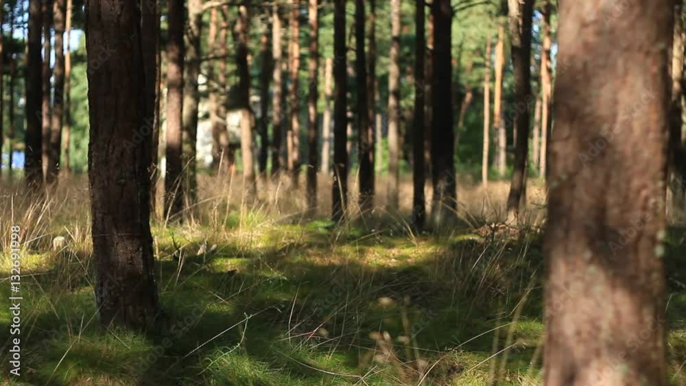 Sea Forest Sea Forest