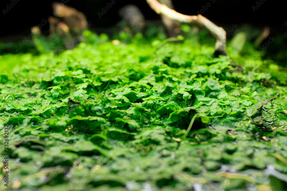 Green Swamp. Close-up Green Swamp. Close-up