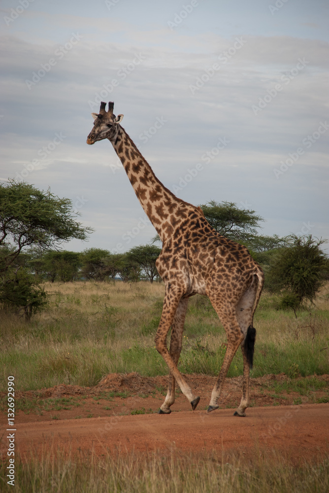 Obraz premium Wild giraffe in Serengeti National Park, Tanzania