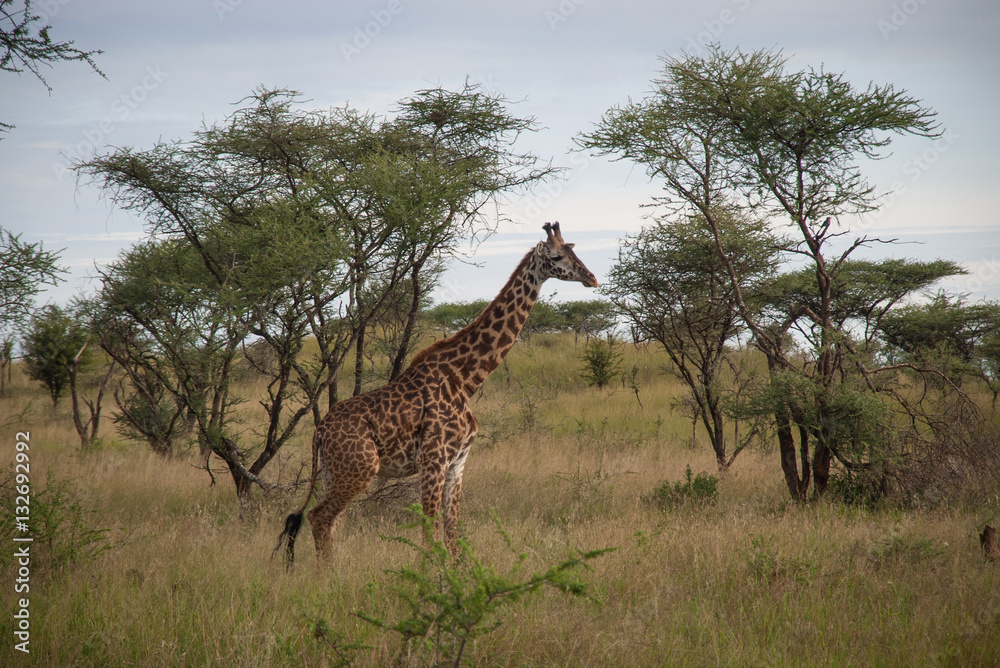 Fototapeta premium Wild giraffe in Serengeti National Park, Tanzania
