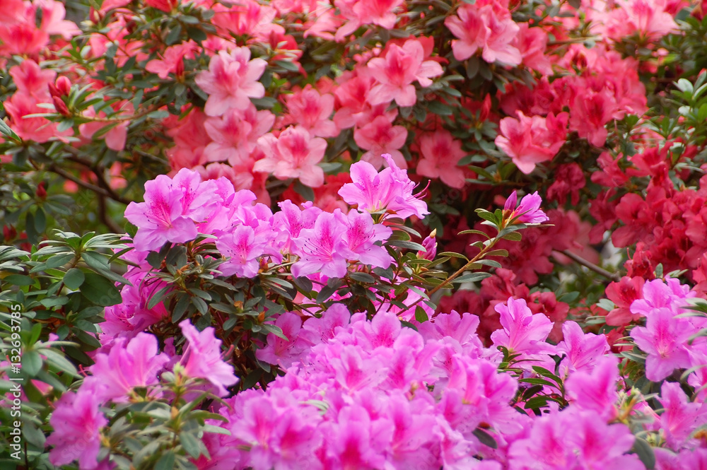 Azalea (Rhododendron molle. Blume)