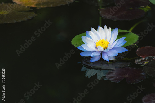 beautiful light blue lotus flower on deep blue water surface