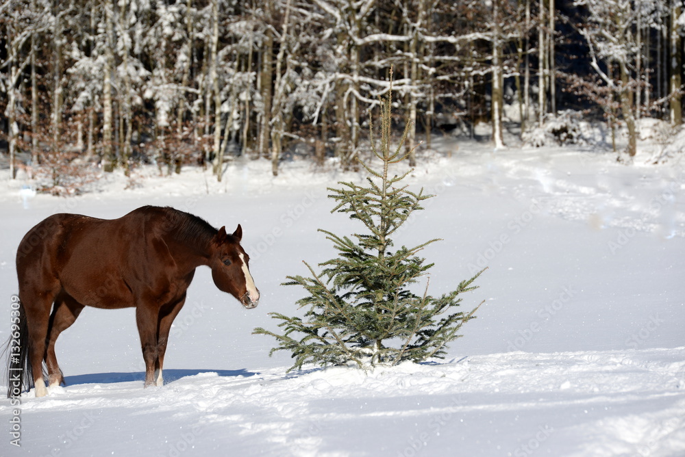 is this my christmas tree? chestnut Quarter horse in the snow looking at a coniferous is this my christmas tree? chestnut Quarter horse in the snow looking at a coniferous