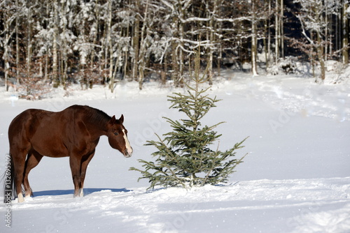 is this my christmas tree? chestnut Quarter horse in the snow looking at a coniferous