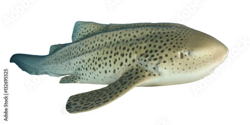 Leopard Shark (Zebra Shark) isolated on white background