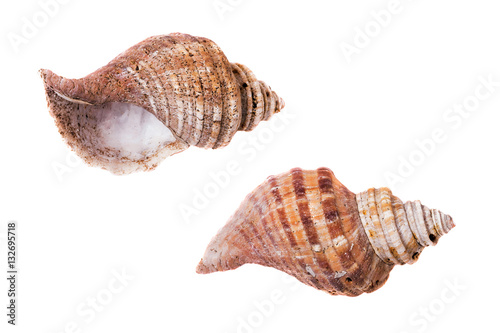 Shells of molluscs, blank rough thrown surf