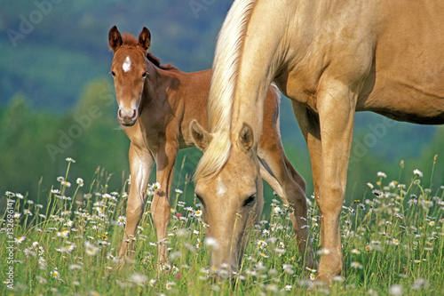 Palomino Horse mare and Foal grassing at summer pasture