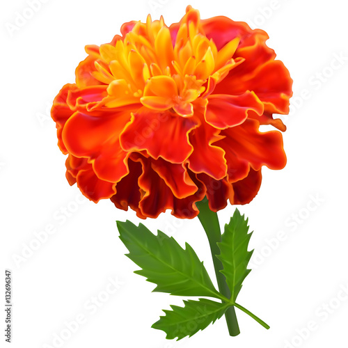 Orange marigold flower photo