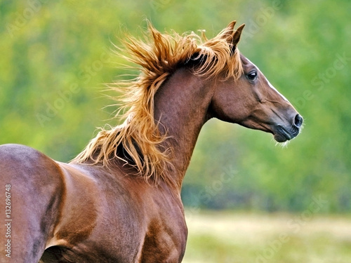 Close up of Chestnut Arabian Stallion galloping