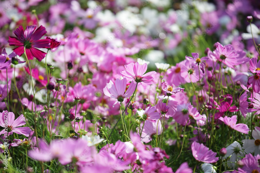 beautiful cosmos flowers blooming in the garden beautiful cosmos flowers blooming in the garden