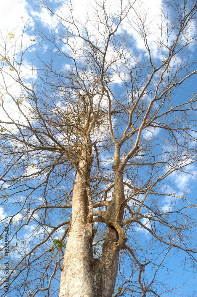 Fototapeta premium Bare tree huge sprawl of dry dead leaves in the winter paddy clo