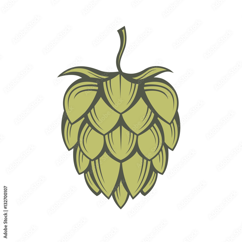 illustration of hops for brewing illustration of hops for brewing