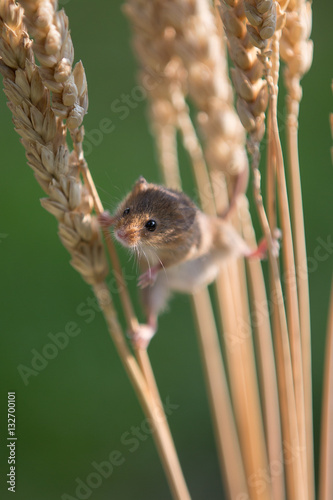 Harvest Mouse climbing photo