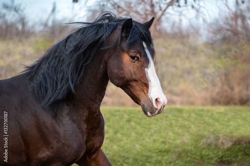 Fototapeta Naklejka Na Ścianę i Meble -  Portrait of buy horse with white line on the face on nature background