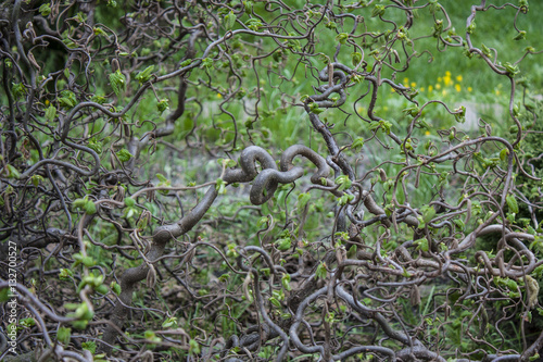 Corylus avellana Contorta. Soft focus. Hazel branches. botanical garden
