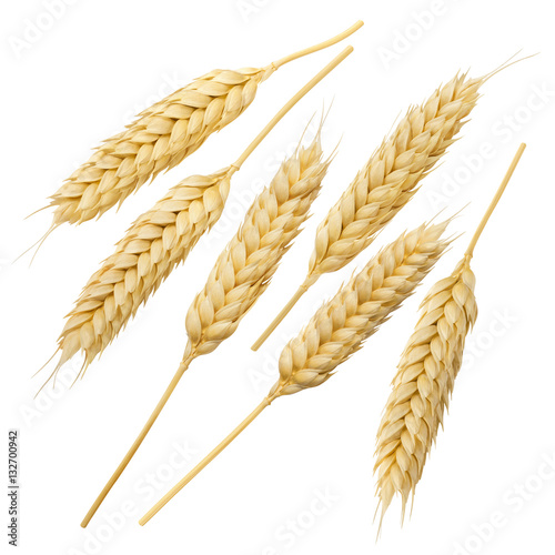  Wheat ears collection set isolated on white background 8