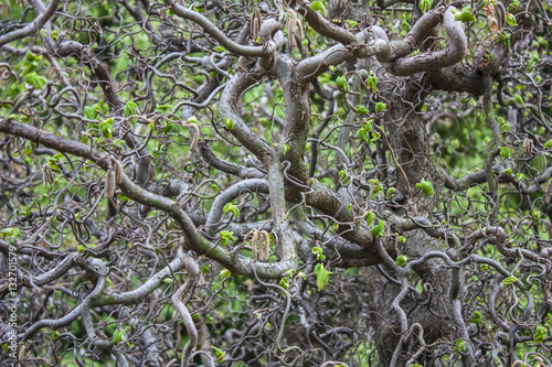 Corylus avellana Contorta. Soft focus. Hazel branches. botanical garden 
