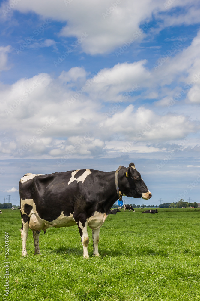 Dutch landscape with cows in a green meadow Dutch landscape with cows in a green meadow
