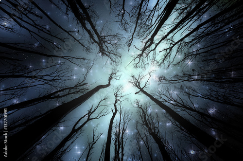 Night in forest illustration. Night sky with stars seen through trees in dark woods