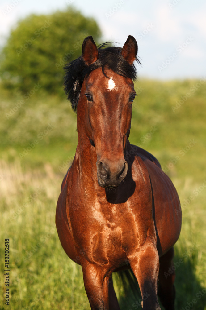 The bay horse running in the summer at the viewer. The bay horse running in the summer at the viewer.