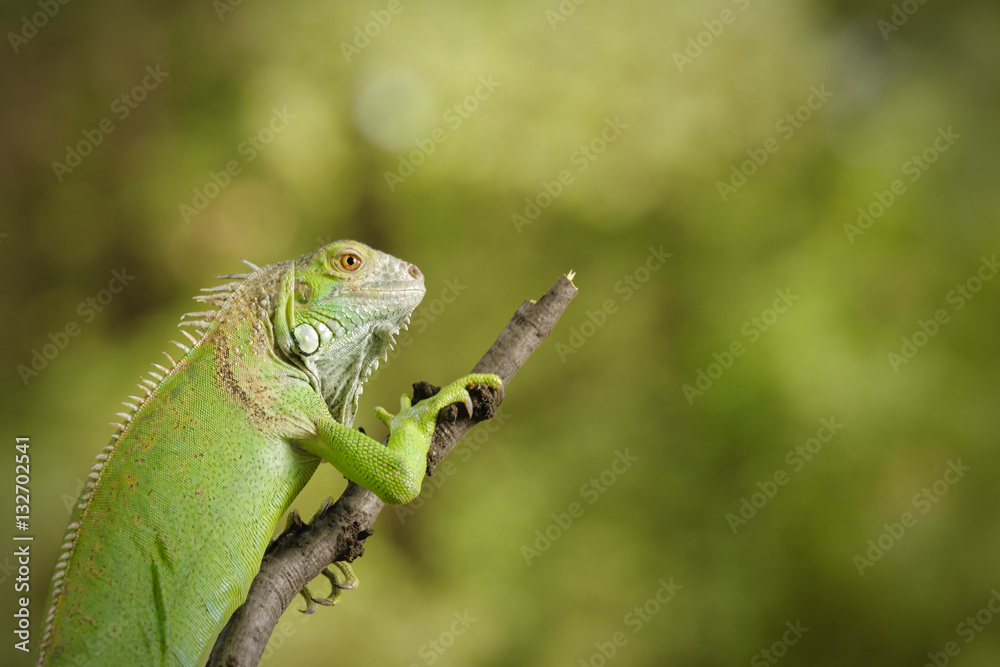 Fototapeta premium Iguana