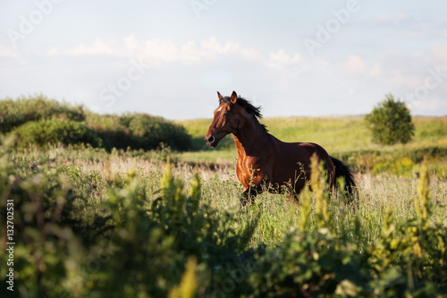 The horse gallops on the field among the grass in the summer