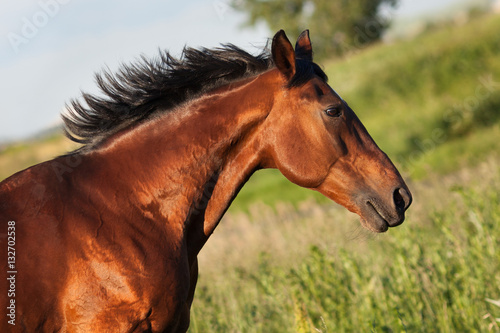 Fototapeta Naklejka Na Ścianę i Meble -  Portrait bay horse in profile against a background of green grass