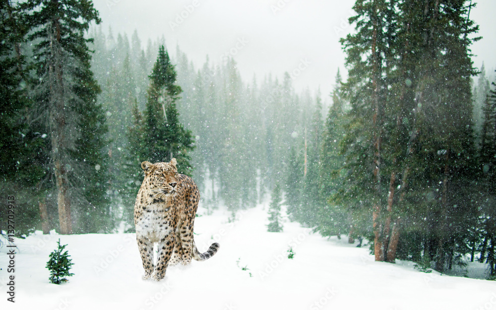 Fototapeta premium Lampart na śniegu