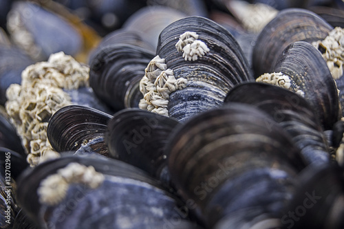mussels at the beach