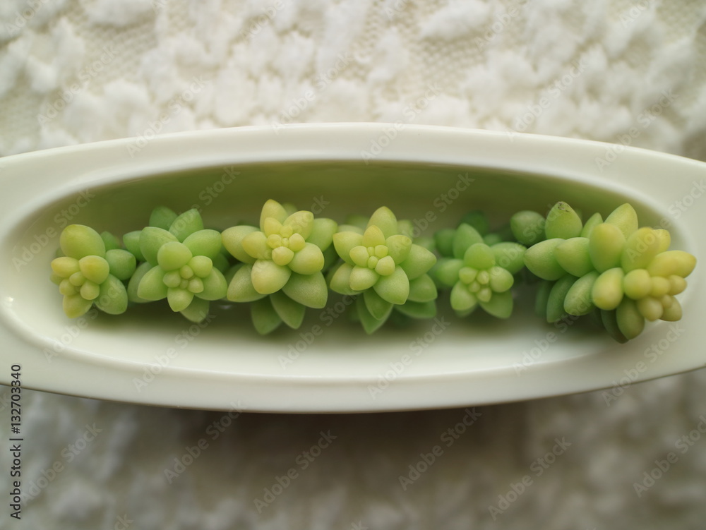 【多肉植物】ビアホップ Baby Burro's tail 【多肉植物】ビアホップ Baby Burro's tail